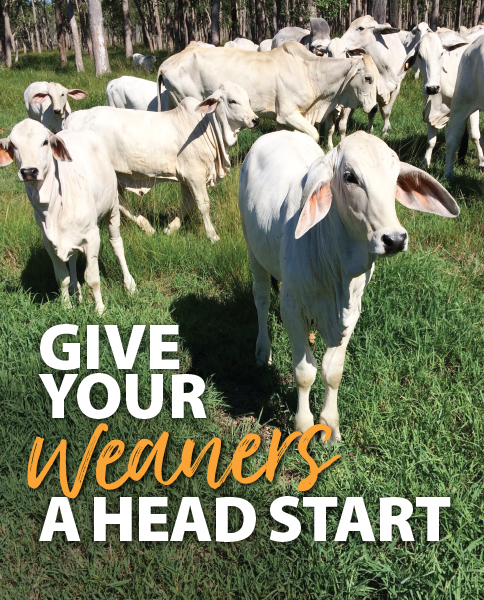 Wilmar SF weaner head start landing 484x600 1