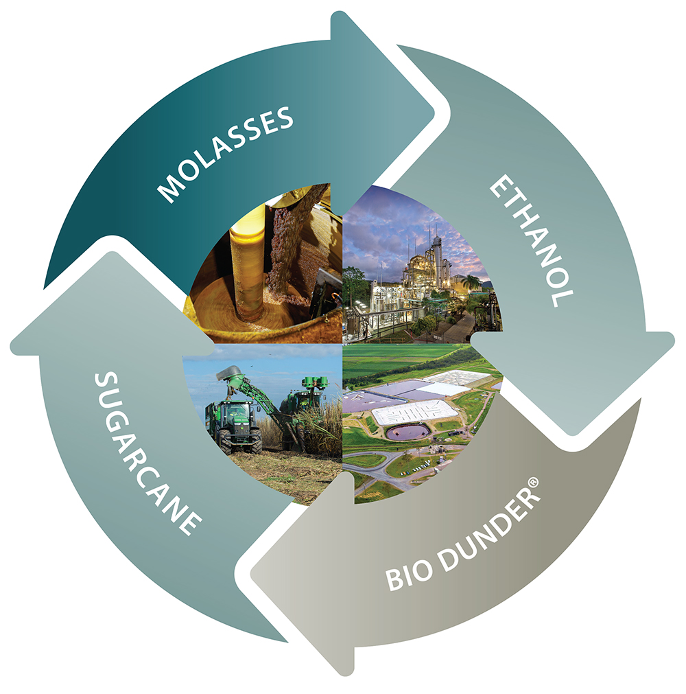 Infographic cane molasses