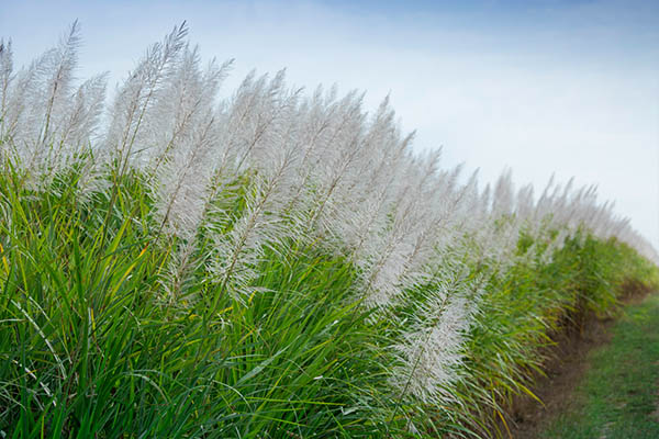 Sugarcane fertiliser