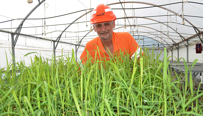 Cane breeding