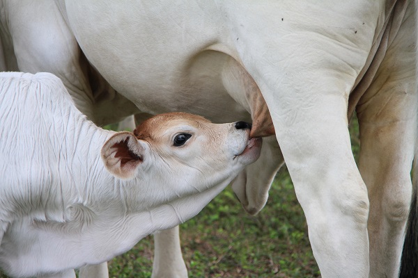 Protein source