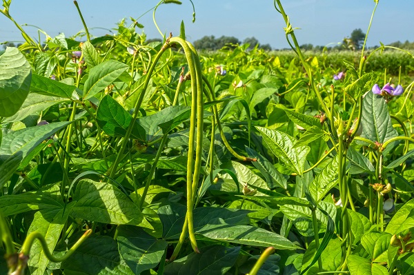 Summer crop fertiliser